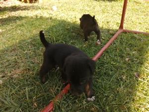Labrador and Retriever puppies 