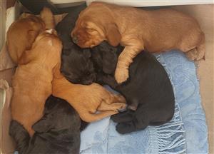 Cocker Spaniel Puppies