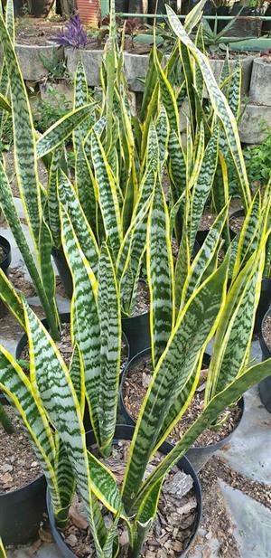 Sanseveria snakeplant