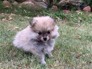 Gorgious Cream Sable pomeranian