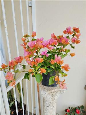 Gorgeous Bougainvillea Rosenka 