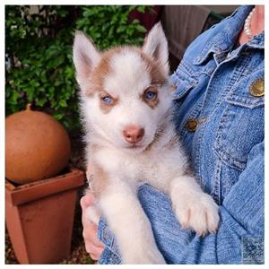 Purebred Siberian Husky Puppy 