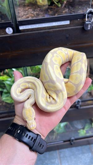 Ball python for sale