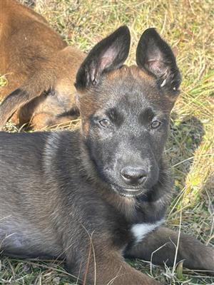 Malinois puppys
