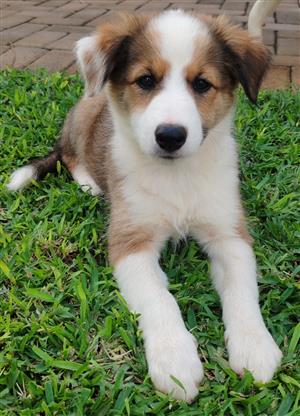 BORDER COLLIE PUPPIES IN ELLISRAS, LIMPOPO