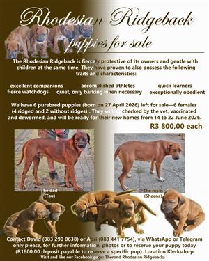 Purebred Rhodesian Ridgeback puppies for sale