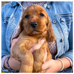 Purebred Spaniel Pups 