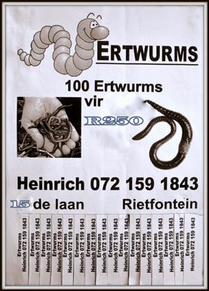 Earthworms river/garden 100 big Springer earthworms