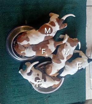 Jack Russell puppies 