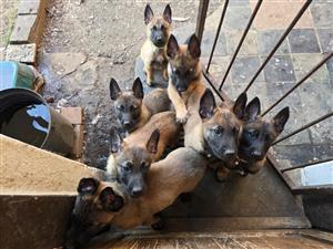 Belgian Malinois pups for sale