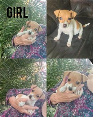 Jack Russel