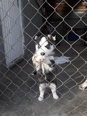 Pure breed husky puppies for sale