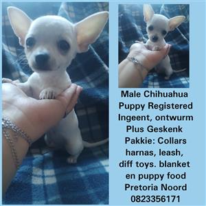 Chihuahua puppies