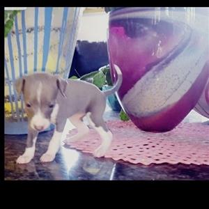 Italian Greyhound/Miniature whippet Puppies for sale