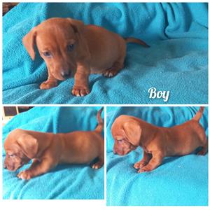 Dachshund pups