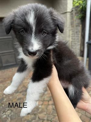 Border Collie Male Pup for sale