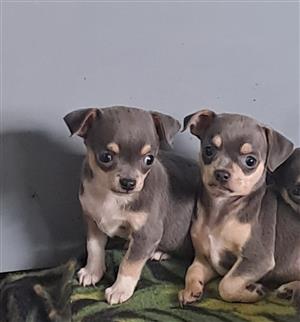 Chihuahua Puppies