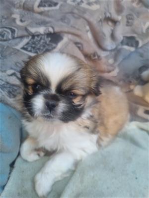 Pekingese Puppies
