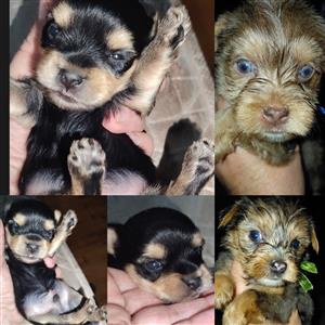 3 YORKIE MALE  PUPPIES 