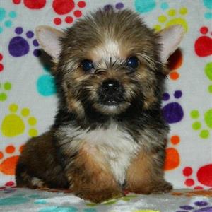 sable yorkshire terrier