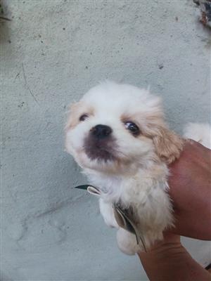 Male pekingese puppies 