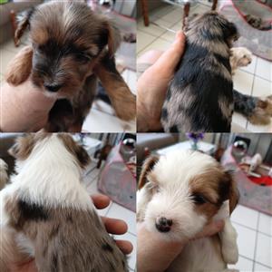 BLUE EYE MERLE BABY YORKIE AND CHOC MERLE LITTEL BOY