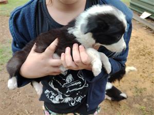 Border collie pups