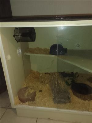 Reptile tank comes with heating element plus a light 