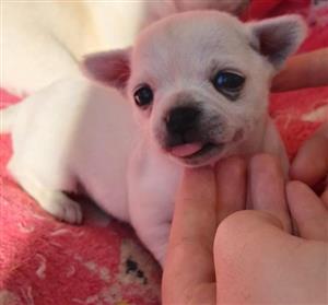 Chihuahua puppies