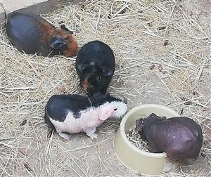 Skinny Pigs & Guinea Pigs