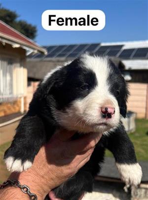 Border Collie puppies