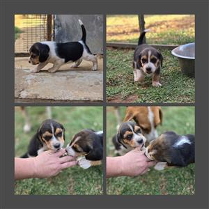 Beagle shops puppies junkmail