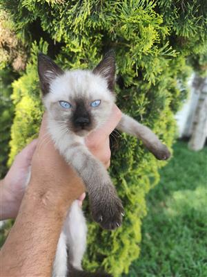 Siamese kittens 