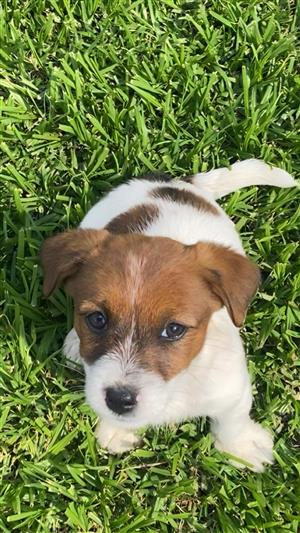 Jack Russell puppies