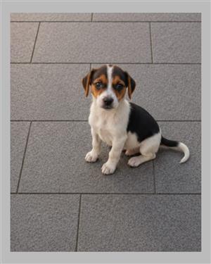 Jack Russel pups