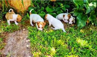 Jack russel puppies 