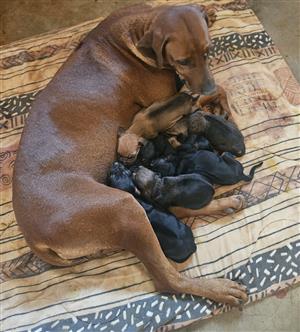 Rhodesian Ridgeback Puppies