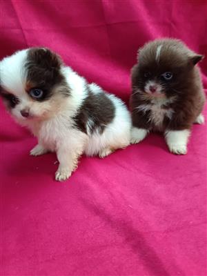 Pomeranian /Toy pom