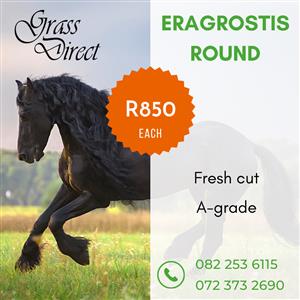 Eragrostis Bales Fresh Cut