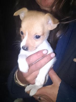 Jack Russell X Beaver Yorkie puppies