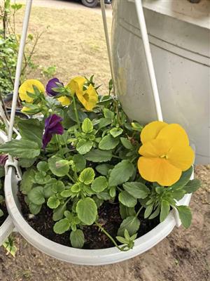 Lovely Mixed Hanging Baskets 