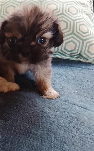 Adorably cute mini Peke-A-Tese puppies for sale