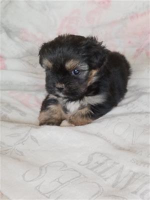 Morkie puppies
