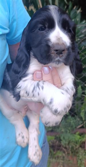 Cocker spanjoel puppies, pure bred and 8 weeks old