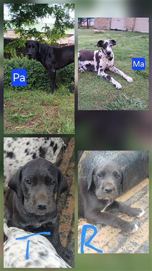 2 Great dane puppies for sale