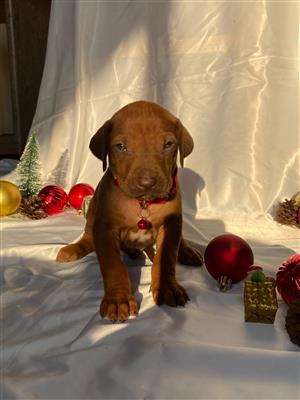 Rhodesian Ridgeback puppies For Sale