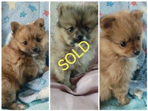 Pomeranian Puppies 