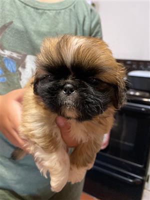pekingese puppies for sale durban