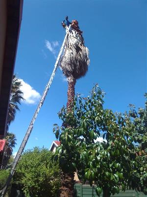 Tall palm tree cutting, rubbish removal and Garden services 071741463