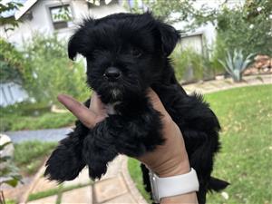Yorkie female puppy